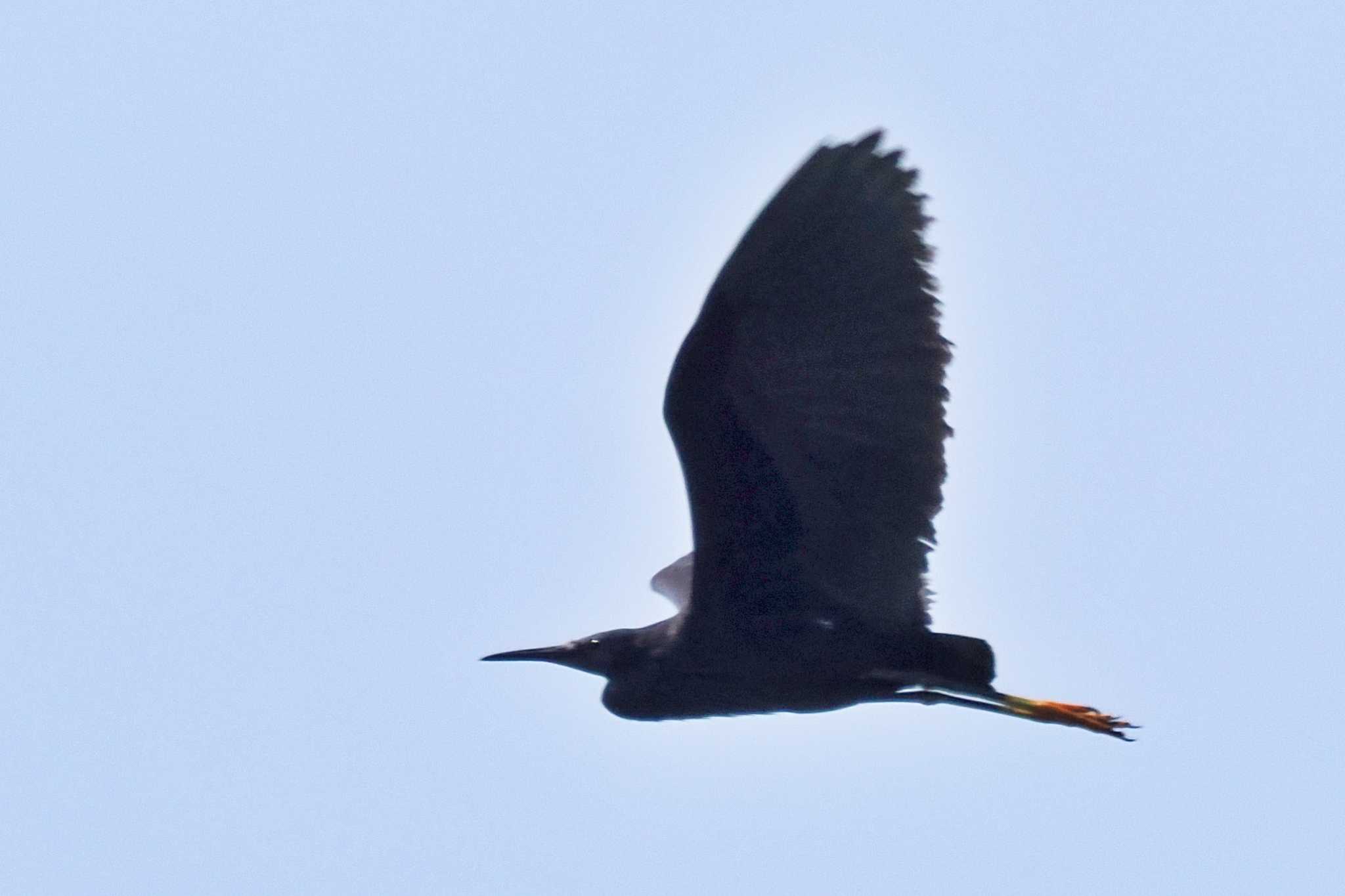 Photo of Black Heron at マダガスカル by 藤原奏冥