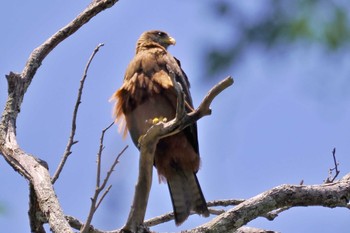 Yellow-billed Kite