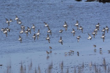 Great Knot 熊本白川河口 Sun, 10/27/2019