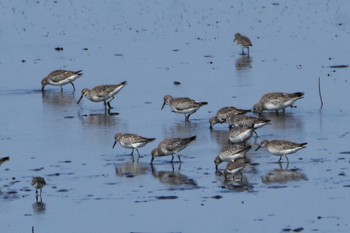 Great Knot 熊本白川河口 Sun, 10/27/2019