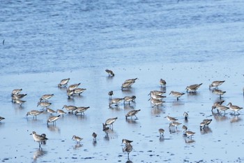 Great Knot 熊本白川河口 Sun, 10/27/2019