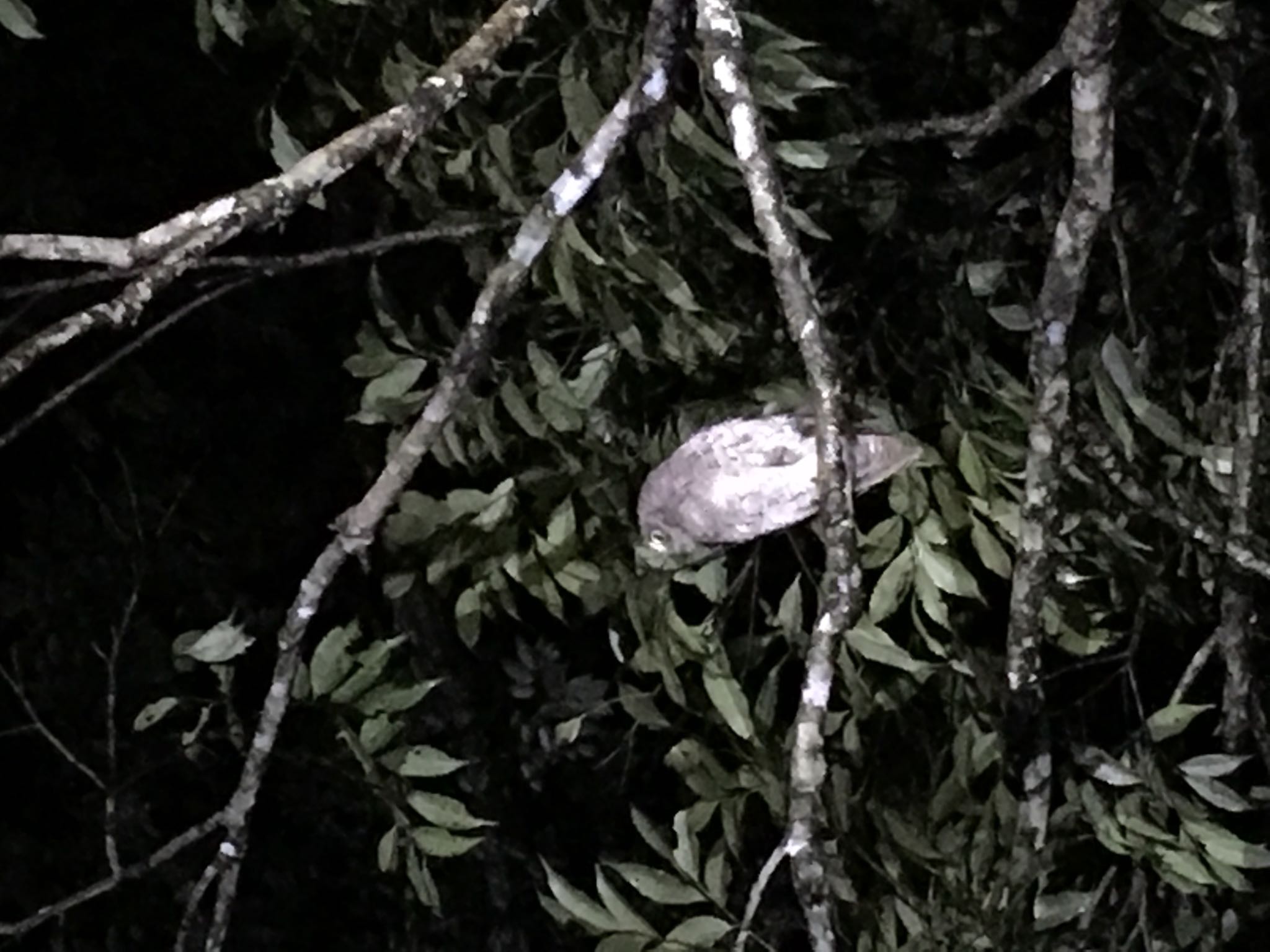 Photo of Ryukyu Scops Owl at Amami Forest Police by gentilis