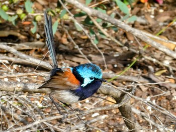 Red-winged Fairywren Cheynes Beach Fri, 10/13/2023