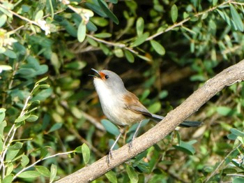 Red-winged Fairywren Cheynes Beach Fri, 10/13/2023