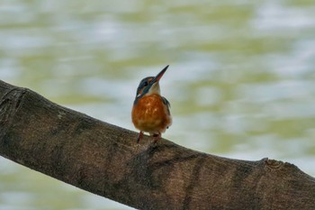 カワセミ 長池公園 2023年10月21日(土)