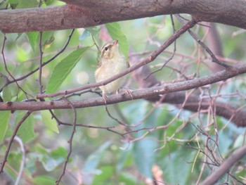 Kamchatka Leaf Warbler 大きな都市公園の近くの林 Fri, 10/27/2023