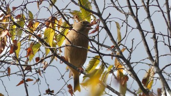 Grey-capped Greenfinch Nara Park Fri, 10/27/2023