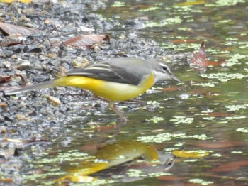 2023年10月9日(月) 京都御苑の野鳥観察記録