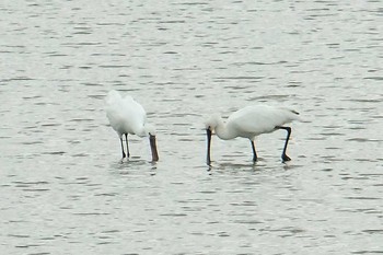 Sun, 9/23/2018 Birding report at 北海道石狩市