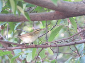 Kamchatka Leaf Warbler 大きな都市公園近くの林 Fri, 10/27/2023