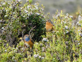 Southern Emu-wren Cheynes Beach Fri, 10/13/2023