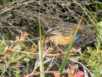 Southern Emu-wren Cheynes Beach Fri, 10/13/2023