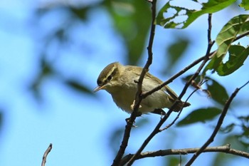 Kamchatka Leaf Warbler Mizumoto Park Mon, 10/23/2023