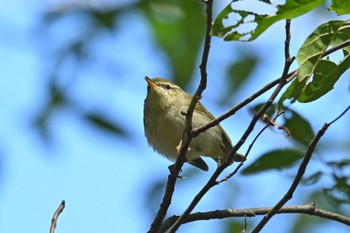 Kamchatka Leaf Warbler Mizumoto Park Mon, 10/23/2023