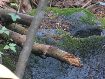 Grey Bunting 富士山麓 Thu, 10/26/2023