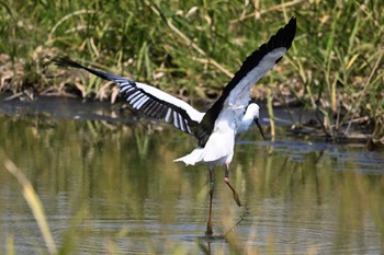 2023年10月27日(金) 多々良沼公園の野鳥観察記録