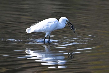 Little Egret 多々良沼公園 Fri, 10/27/2023