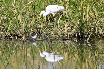 Common Greenshank 多々良沼公園 Fri, 10/27/2023