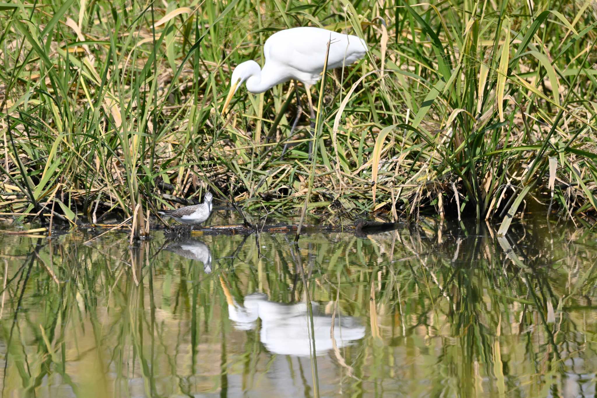 Common Greenshank