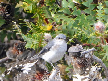 White-breasted Robin Cheynes Beach Fri, 10/13/2023