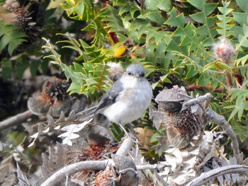 White-breasted Robin Cheynes Beach Fri, 10/13/2023