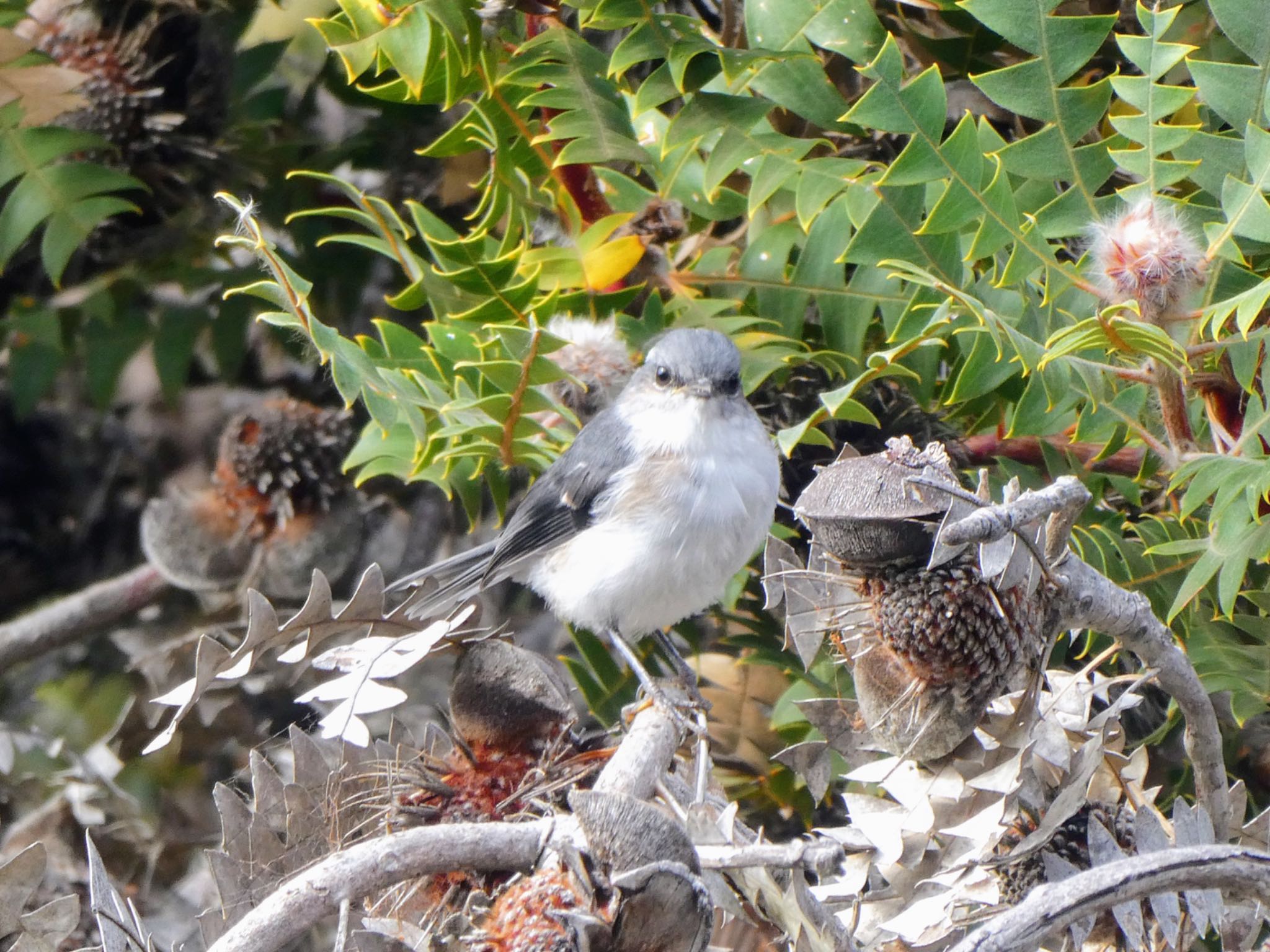 Photo of White-breasted Robin at Cheynes Beach by Maki