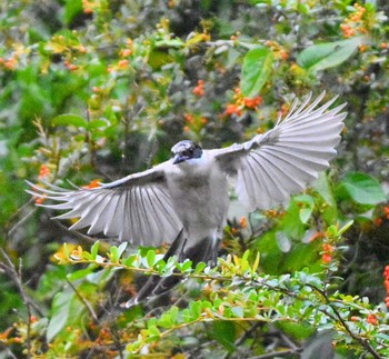 Azure-winged Magpie Kasai Rinkai Park Wed, 10/25/2023