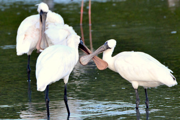 Thu, 1/1/1970 Birding report at 沖縄県 国頭村ほか