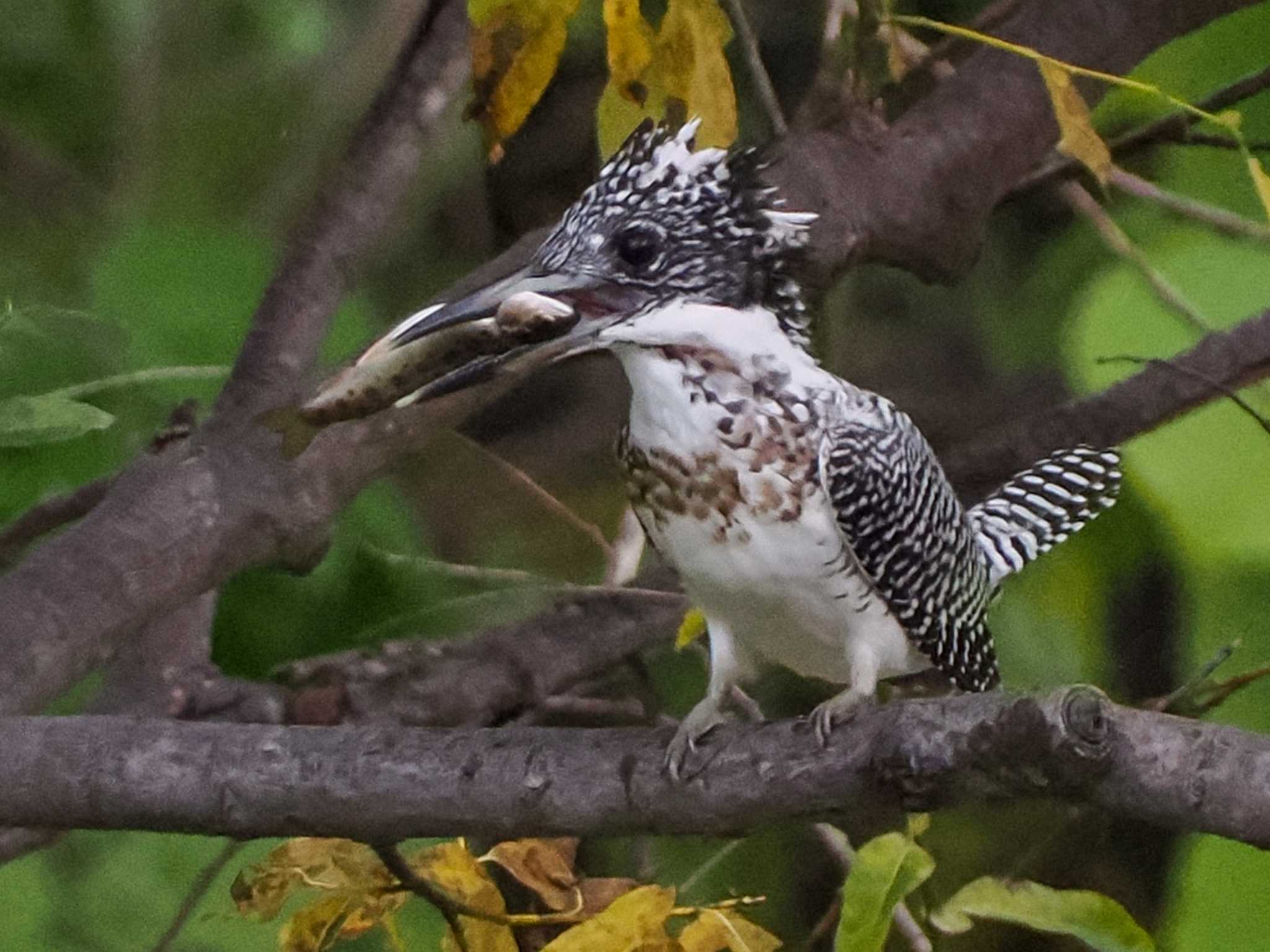 真駒内公園 エゾヤマセミの写真