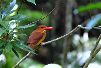 Ruddy Kingfisher(bangsi) 沖縄県 国頭村ほか Unknown Date