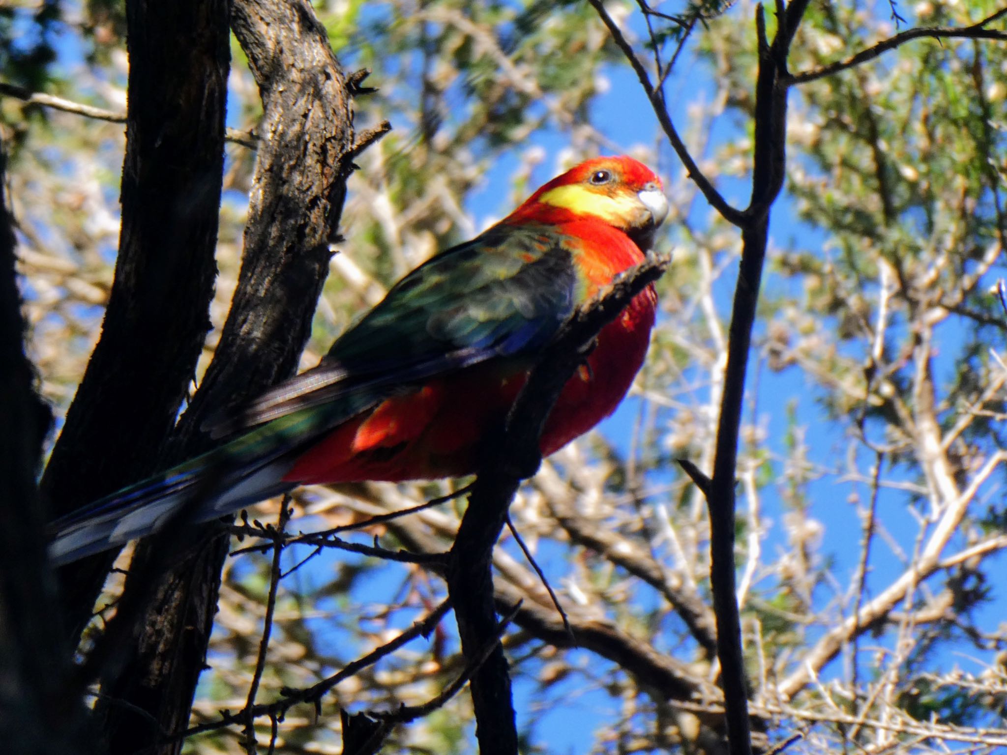 Lake Seppings,Albany, WA, Australia ココノエインコの写真 by Maki