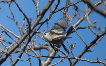 Long-tailed Tit 東京都 Sun, 10/22/2023