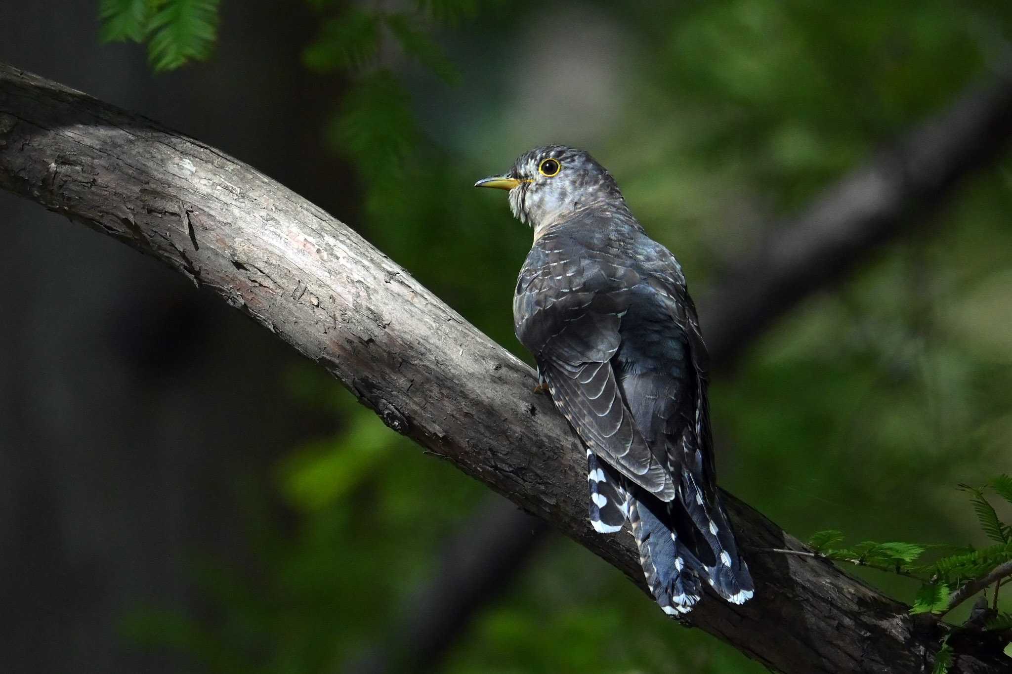 鳴くまで待とうホトトギス？