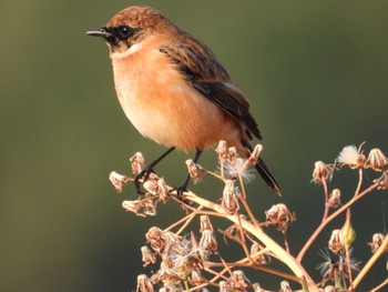 Amur Stonechat 岡山旭川 Fri, 10/27/2023