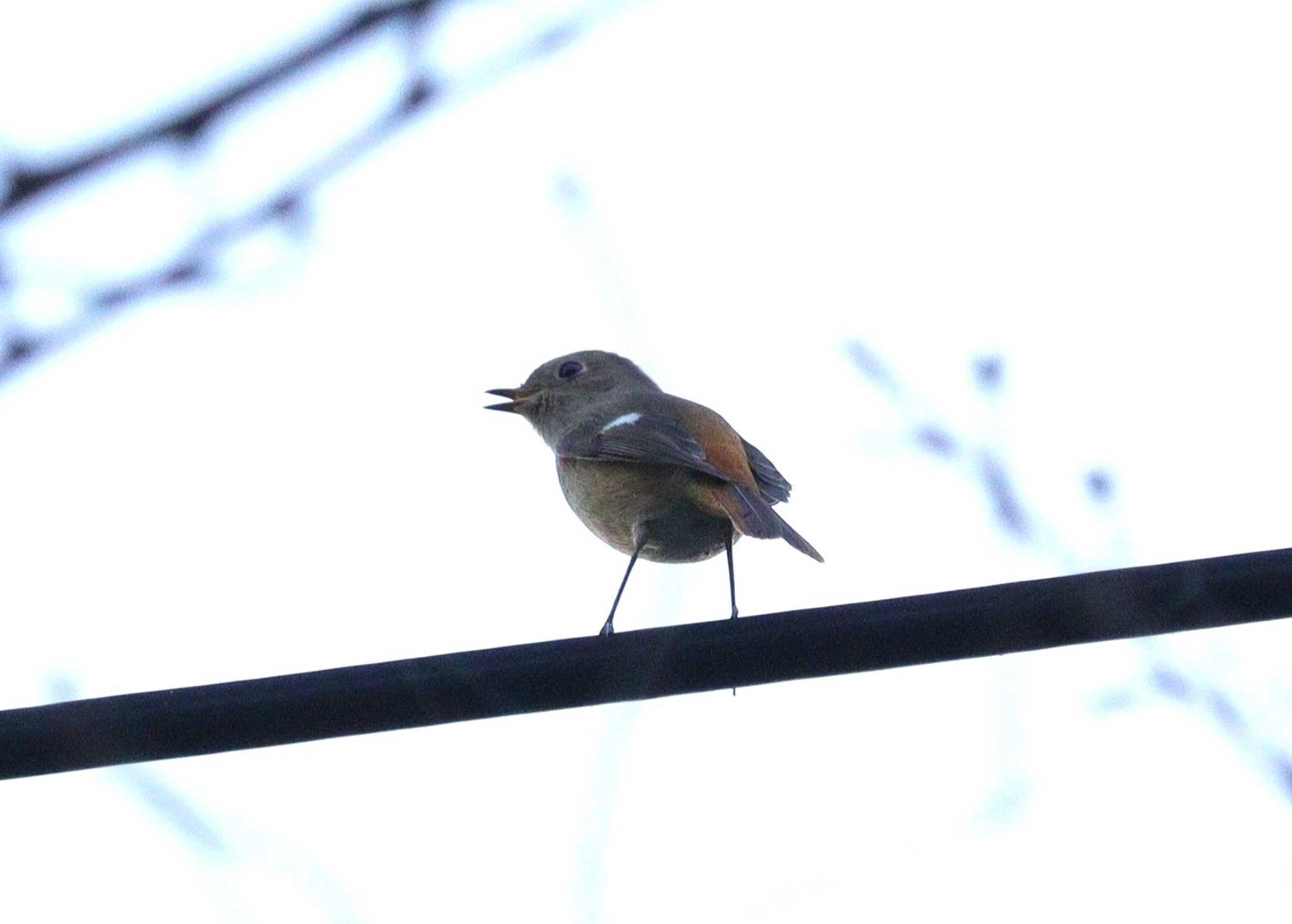 Daurian Redstart