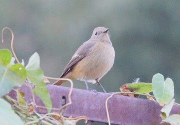 2023年10月27日(金) 加木屋緑地の野鳥観察記録