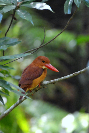 Ruddy Kingfisher(bangsi) 沖縄県 国頭村ほか Unknown Date