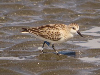 Red-necked Stint Sambanze Tideland Sat, 9/30/2023