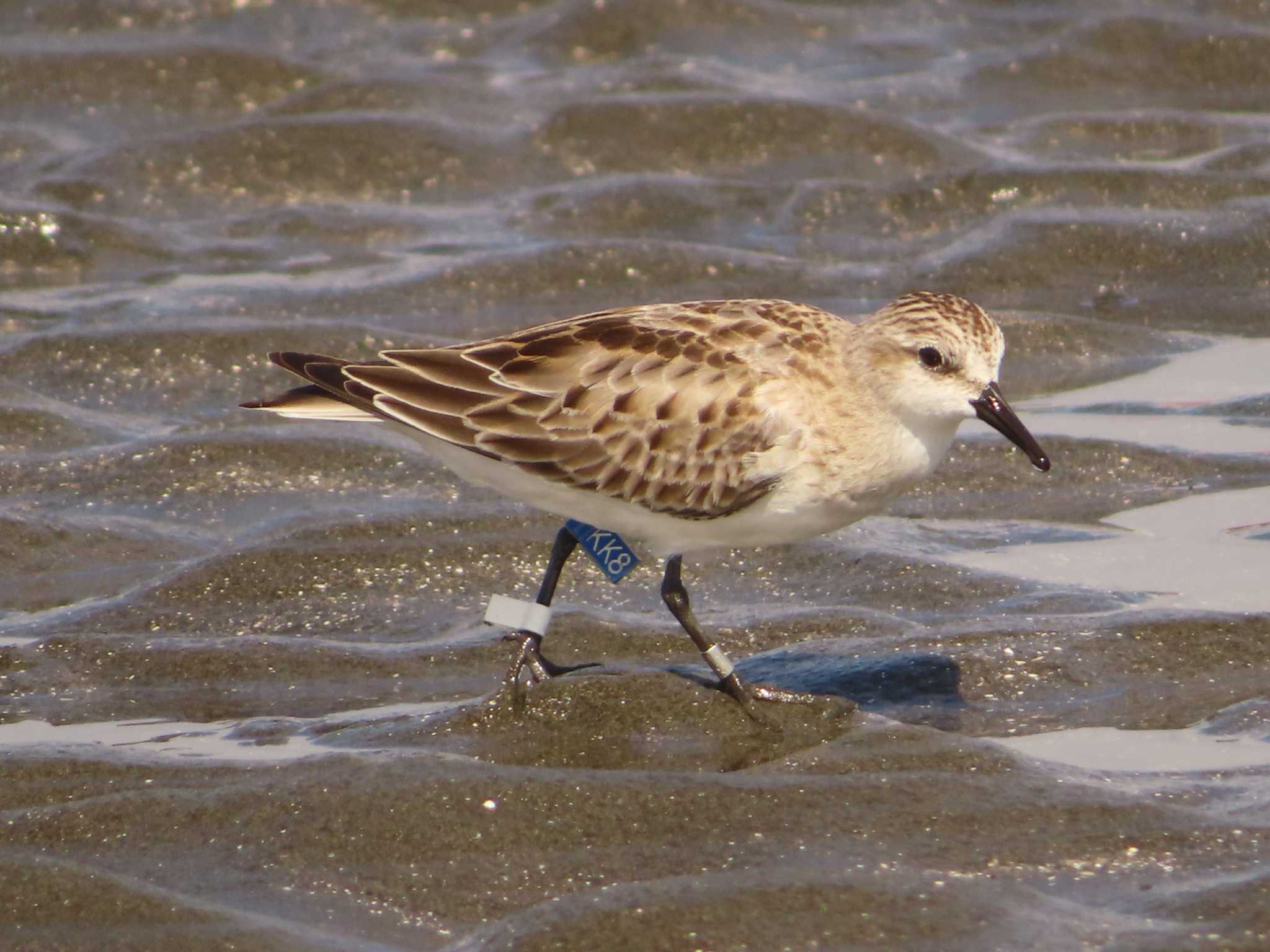 Photo of Red-necked Stint at Sambanze Tideland by ゆ