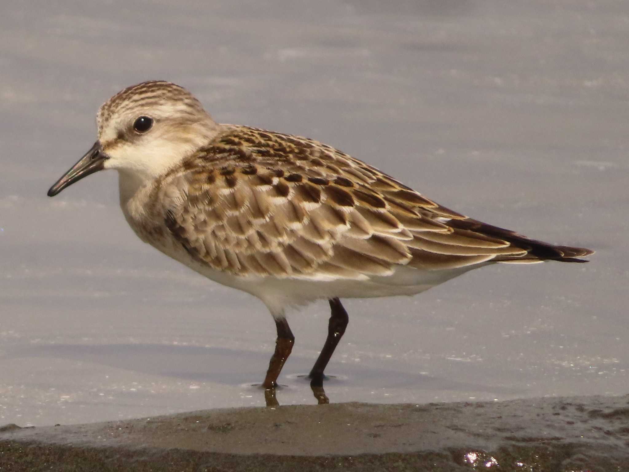 ふなばし三番瀬海浜公園 トウネンの写真