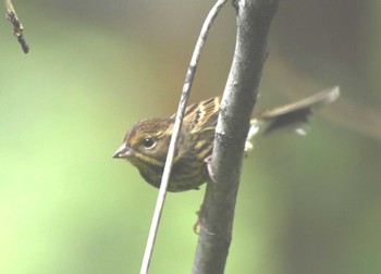 Masked Bunting Shinjuku Gyoen National Garden Wed, 10/25/2023