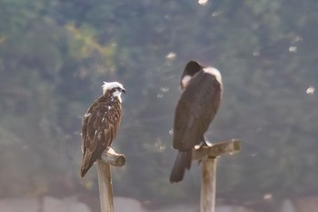 ミサゴ 山口県立きらら浜自然観察公園 2023年10月26日(木)