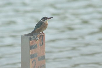 カワセミ 愛知県 2023年10月11日(水)