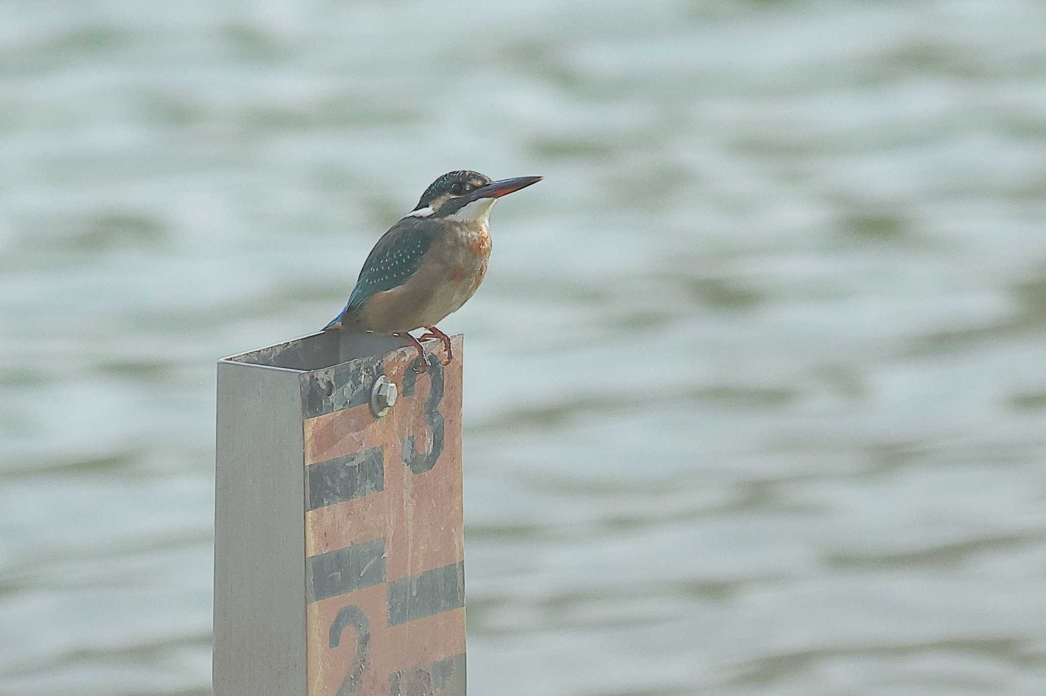 Photo of Common Kingfisher at 愛知県 by ma-★kun