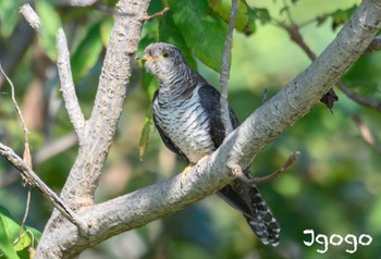 Oriental Cuckoo Akigase Park Fri, 10/27/2023