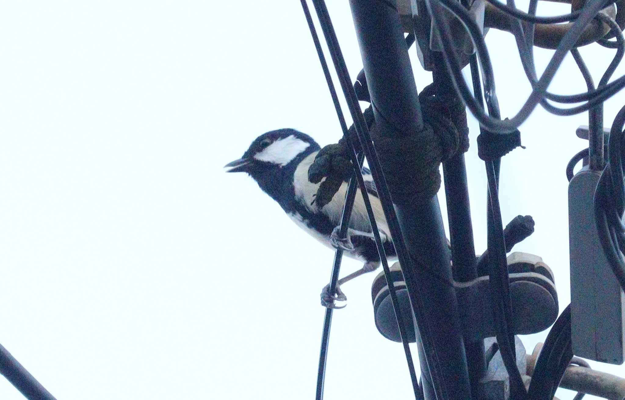 電線の上で「ジジジ」 by ぴーたま・まる