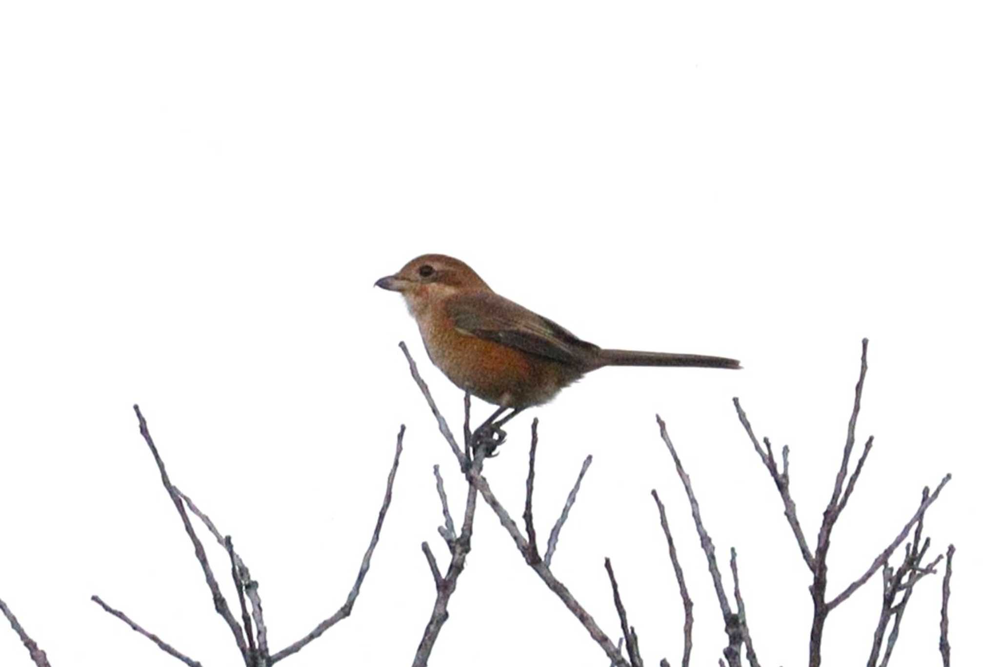 Bull-headed Shrike