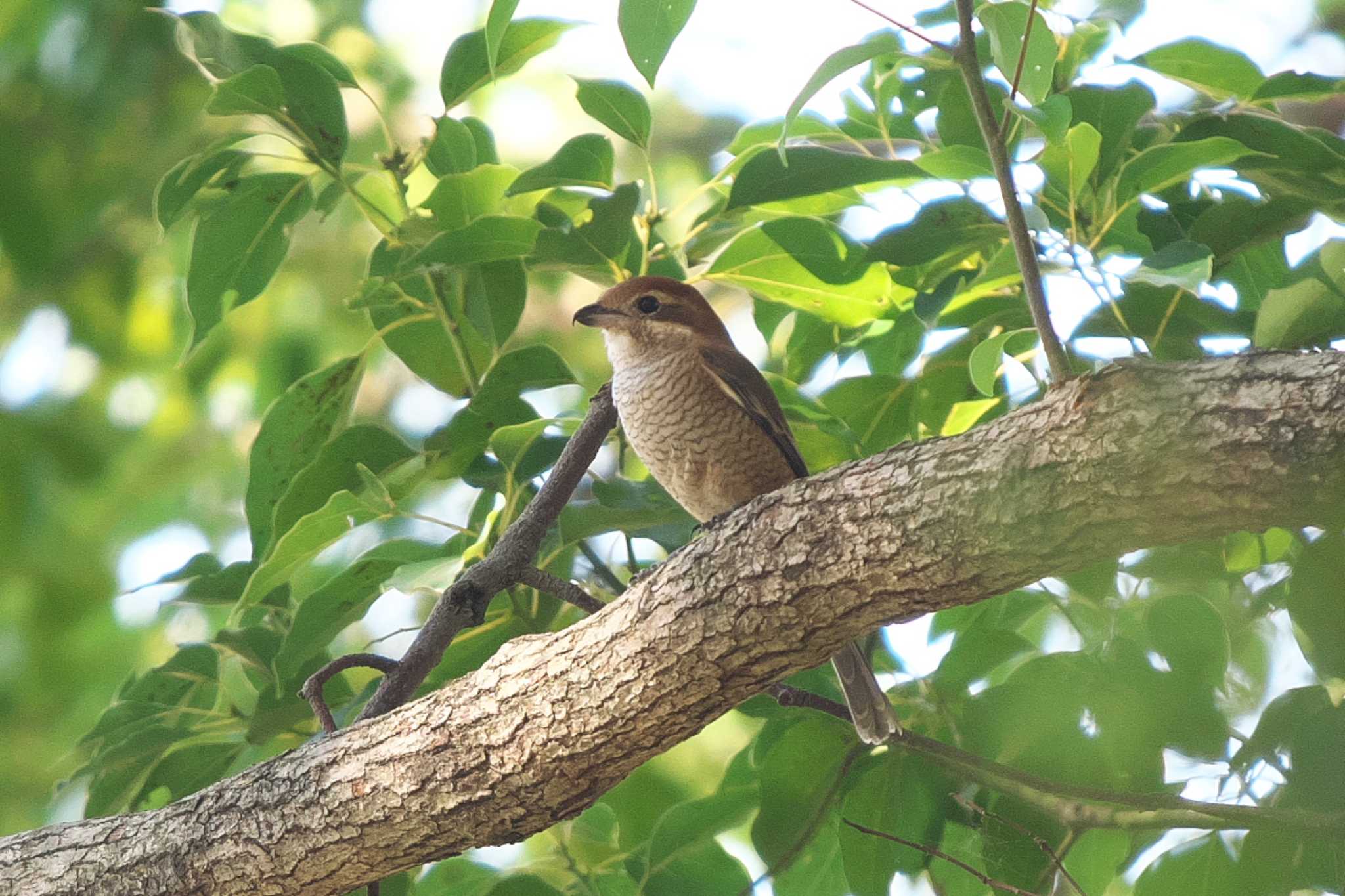 Bull-headed Shrike