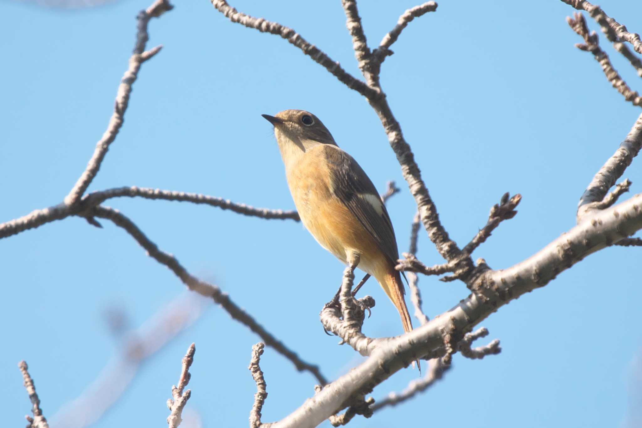 Daurian Redstart