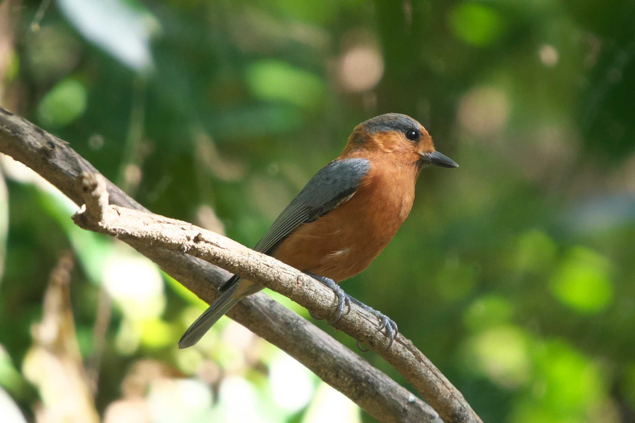 Varied Tit